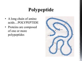 Polypeptide
• A long chain of amino
acids…POLYPEPTIDE
• Proteins are composed
of one or more
polypeptides
 