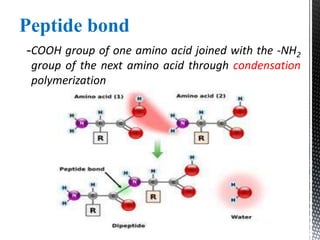 Peptide bond
-COOH group of one amino acid joined with the -NH2
group of the next amino acid through condensation
polymerization
 