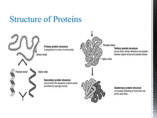 Structure of Proteins
 