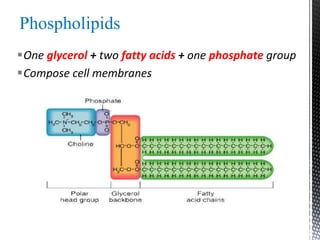 Phospholipids
One glycerol + two fatty acids + one phosphate group
Compose cell membranes
 