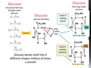 Glucose
Structural formula.
Straight chain
glucose
H-C=O
|
H-C-OH
|
HO-C-H
|
H-C-OH
|
H-C-OH
|
CH2OH
Glucose
glucose bending
Glucose
Two ring-shape
versions
alpha-glucose
beta-glucose
Glucose bends itself into 4
different shapes millions of times
a second
1
4
6
2
3
5
Used in
making
cellulose
Used in
making
starch
flips
either
waybends
 