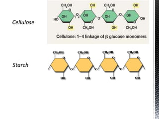 Cellulose
Starch
 