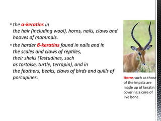 the α-keratins in
the hair (including wool), horns, nails, claws and
hooves of mammals.
the harder β-keratins found in nails and in
the scales and claws of reptiles,
their shells (Testudines, such
as tortoise, turtle, terrapin), and in
the feathers, beaks, claws of birds and quills of
porcupines. Horns such as those
of the impala are
made up of keratin
covering a core of
live bone.
 