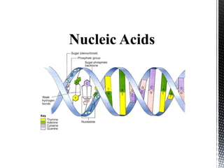 Nucleic Acids
 