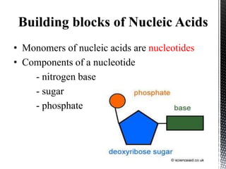 Building blocks of Nucleic Acids
• Monomers of nucleic acids are nucleotides
• Components of a nucleotide
- nitrogen base
- sugar
- phosphate
 