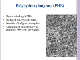 Polyhydroxybutyrate (PHB)
• Short-chain-length PHA
• Produced in activated sludge
• Found in Alcaligenes eutrophus
• Accumulated intracellularly as
granules (>80% cell dry weight)
Lee et al., 1996
NeethuAsokan
 
