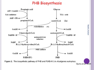 PHB Biosynthesis
Ojumu et al., 2004
NeethuAsokan
 