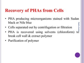 Recovery of PHAs from Cells
• PHA producing microorganisms stained with Sudan
black or Nile blue
• Cells separated out by centrifugation or filtration
• PHA is recovered using solvents (chloroform) to
break cell wall & extract polymer
• Purification of polymer
NeethuAsokan
 