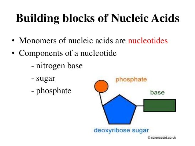 The Building Blocks Or Monomers That Compose Proteins The Building Blocks Or Monomers That Compose Proteins