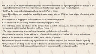In DNA and RNA polynucleotide biopolymer, a nucleotide monomer has a phosphate group and bonded to the
sugar of the next nucleotide monomer, making a chain having a regular sugar-phosphate group.
In DNA, the sugar molecule is deoxyribose, but in RNA, it is ribose.
Also, DNA biopolymer usually has a double-stranded chain, whereas RNA has linear chains of α-amino acids.
Figure 3
A combination of polypeptide molecules results in the formation of proteins.
The amino acids are covalently bonded with the help of peptide bonds.
The individual amino acid linked in the protein chain is called a residue, and the linked chain of nitrogen,
oxygen, and carbon is called the protein backbone Figure 4.
The picture shows amino acids are linked by peptide bonds forming polypeptides.
Proteins can be extracted from a wide variety of materials, including wool, leather, silk, gelatin, and collagen.
Differ in the sequence of amino acids make a lot of varieties of proteins.
Proteins have essential roles in living organisms include immune responses, cell adhesion, and cell signaling.
Polysaccharides are long chains (linear or branched) of monosaccharide units bonded together by glycosidic
linkages, but upon hydrolysis release the constituent of monosaccharides or oligosaccharides.
 