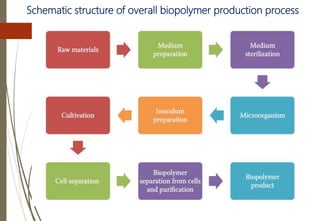 Schematic structure of overall biopolymer production process
 