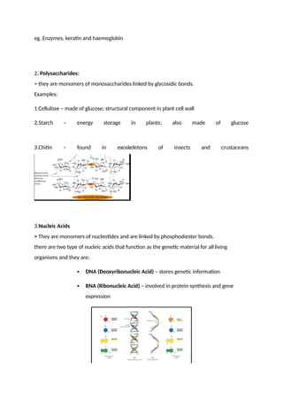 eg. Enzymes, keratin and haemoglobin
2. Polysaccharides:
> they are monomers of monosaccharides linked by glycosidic bonds.
Examples:
1.Cellulose – made of glucose; structural component in plant cell wall
2.Starch – energy storage in plants; also made of glucose
3.Chitin – found in exoskeletons of insects and crustaceans
3.Nucleic Acids
> They are monomers of nucleotides and are linked by phosphodiester bonds.
there are two type of nucleic acids that function as the genetic material for all living
organisms and they are:
 DNA (Deoxyribonucleic Acid) – stores genetic information
 RNA (Ribonucleic Acid) – involved in protein synthesis and gene
expression
 