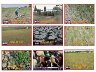 Tangerang. 02-08-07   Indramayu, 21-08-07   Mojokerto, 26-05-07




Tuban. 06-08-07       Madiun, 20-07-07        Banten. 11-08-07




Cirebon. 10-08-07                            Cianjur. 14-08-07
     6000 Ha                                      129 Ha
 