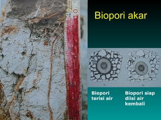 Biopori akar




Biopori      Biopori siap
terisi air   diisi air
             kembali
 