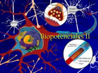 Biopotenciales II
 