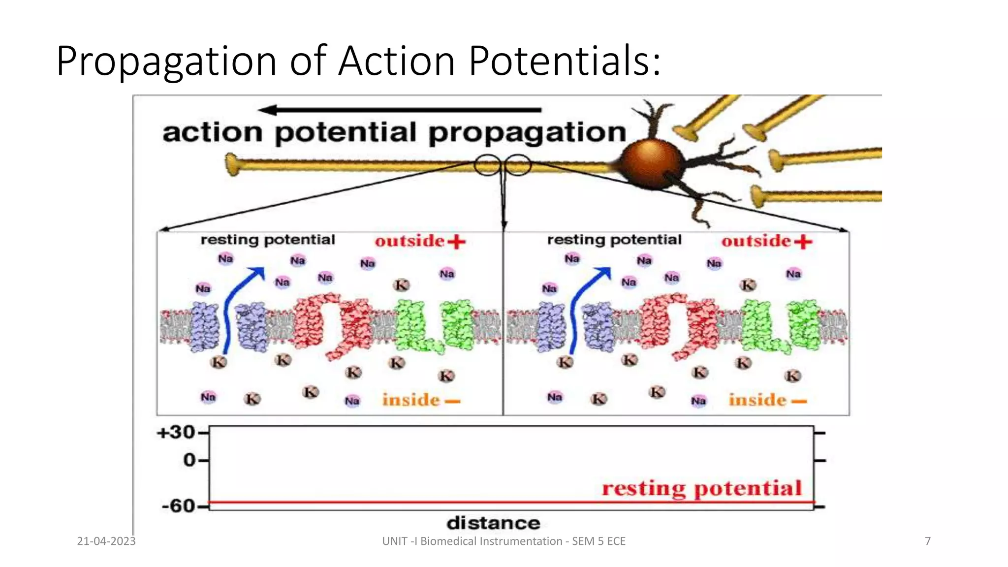 Propagation of Action Potentials:
21-04-2023 UNIT -I Biomedical Instrumentation - SEM 5 ECE 7
 