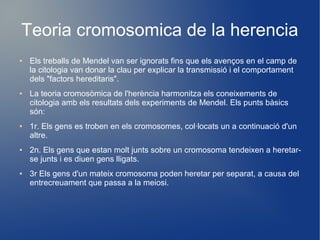 Teoria cromosomica de la herencia
● Els treballs de Mendel van ser ignorats fins que els avenços en el camp de
la citologia van donar la clau per explicar la transmissió i el comportament
dels "factors hereditaris".
● La teoria cromosòmica de l'herència harmonitza els coneixements de
citologia amb els resultats dels experiments de Mendel. Els punts bàsics
són:
● 1r. Els gens es troben en els cromosomes, col·locats un a continuació d'un
altre.
● 2n. Els gens que estan molt junts sobre un cromosoma tendeixen a heretar-
se junts i es diuen gens lligats.
● 3r Els gens d'un mateix cromosoma poden heretar per separat, a causa del
entrecreuament que passa a la meiosi.
 