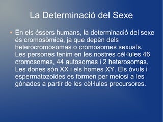 La Determinació del Sexe
● En els éssers humans, la determinació del sexe
és cromosòmica, ja que depèn dels
heterocromosomas o cromosomes sexuals.
Les persones tenim en les nostres cèl·lules 46
cromosomes, 44 autosomes i 2 heterosomas.
Les dones són XX i els homes XY. Els òvuls i
espermatozoides es formen per meiosi a les
gònades a partir de les cèl·lules precursores.
 