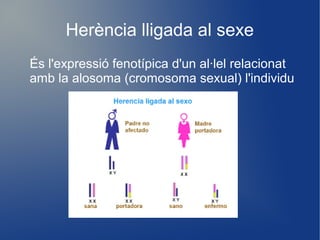 Herència lligada al sexe
És l'expressió fenotípica d'un al·lel relacionat
amb la alosoma (cromosoma sexual) l'individu
 