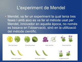 L'experiment de Mendel
● Mendel, va fer un experiment la qual tenia tres
fases I amb aixo es va fer el mètode usat per
Mendel, innovador en aquella època, no només
es basava en l'observació, sinó en la utilització
del mètode científic.
 