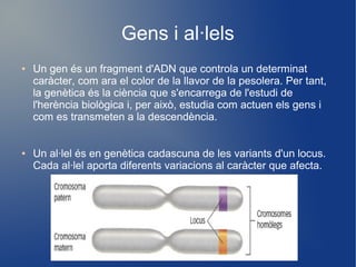 Gens i al·lels
● Un gen és un fragment d'ADN que controla un determinat
caràcter, com ara el color de la llavor de la pesolera. Per tant,
la genètica és la ciència que s'encarrega de l'estudi de
l'herència biològica i, per això, estudia com actuen els gens i
com es transmeten a la descendència.
● Un al·lel és en genètica cadascuna de les variants d'un locus.
Cada al·lel aporta diferents variacions al caràcter que afecta.
 