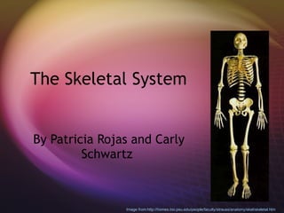 The Skeletal System  By Patricia Rojas and Carly Schwartz  Image from:http://homes.bio.psu.edu/people/faculty/strauss/anatomy/skel/skeletal.htm 