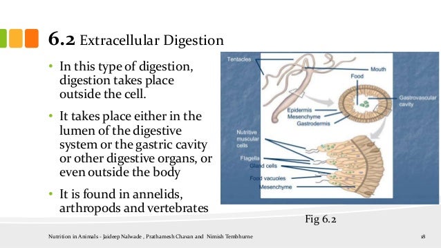 Nutrition in animals