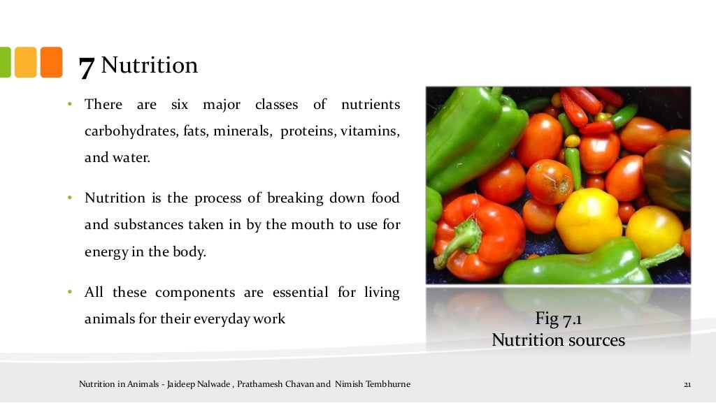 Nutrition in animals