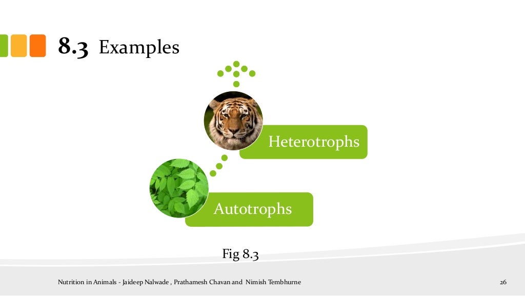 Nutrition in animals