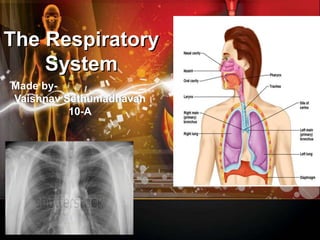The Respiratory 
System 
Made by- 
Vaishnav Sethumadhavan 
10-A 
 