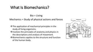 What Is Biomechanics?
Bio = Living
Mechanics = Study of physical actions and forces
The application of mechanical principles in the
study of living organisms.
Involves the principles of anatomy and physics in
the descriptions and analysis of movement.
Biomechanics applies to the structure and function
of the human body.
 