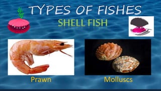 Prawn Molluscs
 