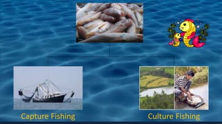 Capture Fishing Culture Fishing
 