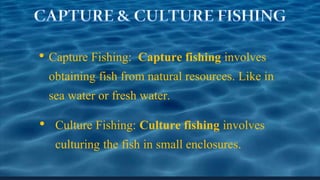 • Capture Fishing: Capture fishing involves
obtaining fish from natural resources. Like in
sea water or fresh water.
• Culture Fishing: Culture fishing involves
culturing the fish in small enclosures.
 