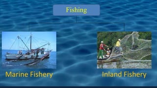 Fishing
Marine Fishery Inland Fishery
 