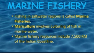 • Fishing in saltwater regions is called Marine
Fisheries.
• Mariculture involves culturing of fish in
marine water.
• Marine fishery resources include 7,500 KM
of the Indian Coastline.
 