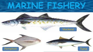 Mackerel
Pomphret Tuna
 