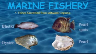 • Fishes harvested from saltwater regions.
 