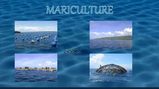 fishy culture Bio ppt1.1