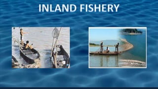 fishy culture Bio ppt1.1