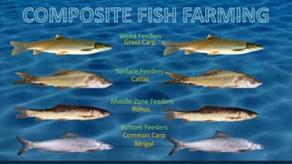 Grass Carp
Catlas
Rohus
Common Carp
Mrigal
Surface Feeders
Middle-Zone Feeders
Bottom Feeders
Weed Feeders
 