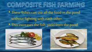 • These fishes can use all the foodin the pond
without fightingwith each other.
• This increases the fish yieldfrom the pond.
 