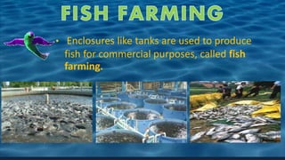• Enclosures like tanks are used to produce
fish for commercial purposes, called fish
farming.
 