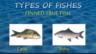 Catla Rohu
 