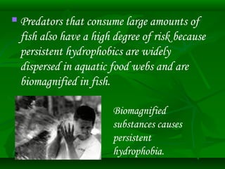  Predators that consume large amounts of 
fish also have a high degree of risk because 
persistent hydrophobics are widely 
dispersed in aquatic food webs and are 
biomagnified in fish. 
Biomagnified 
substances causes 
persistent 
hydrophobia. 
 