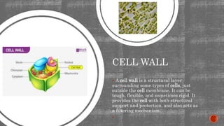 CELL WALL
 A cell wall is a structural layer
surrounding some types of cells, just
outside the cell membrane. It can be
tough, flexible, and sometimes rigid. It
provides the cell with both structural
support and protection, and also acts as
a filtering mechanism.

 