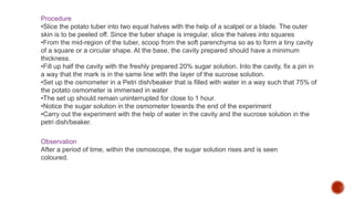 Procedure
•Slice the potato tuber into two equal halves with the help of a scalpel or a blade. The outer
skin is to be peeled off. Since the tuber shape is irregular, slice the halves into squares
•From the mid-region of the tuber, scoop from the soft parenchyma so as to form a tiny cavity
of a square or a circular shape. At the base, the cavity prepared should have a minimum
thickness.
•Fill up half the cavity with the freshly prepared 20% sugar solution. Into the cavity, fix a pin in
a way that the mark is in the same line with the layer of the sucrose solution.
•Set up the osmometer in a Petri dish/beaker that is filled with water in a way such that 75% of
the potato osmometer is immersed in water
•The set up should remain uninterrupted for close to 1 hour.
•Notice the sugar solution in the osmometer towards the end of the experiment
•Carry out the experiment with the help of water in the cavity and the sucrose solution in the
petri dish/beaker.
Observation
After a period of time, within the osmoscope, the sugar solution rises and is seen
coloured.
 