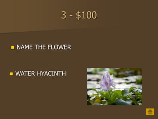 3 - $100
 NAME THE FLOWER
 WATER HYACINTH
 
