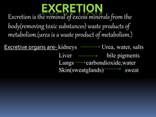 Excretion is the removal of excess minerals from the 
body(removing toxic substances) waste products of 
metabolism.(urea is a waste product of metabolism.) 
Excretive organs are- kidneys Urea, water, salts 
Liver bile pigments 
Lungs carbondioxide,water 
Skin(sweatglands) sweat 
 