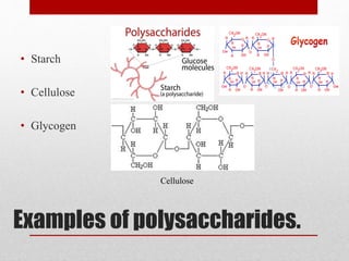 Examples of polysaccharides.
• Starch
• Cellulose
• Glycogen
Cellulose
 